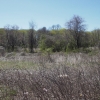 <p>The abandoned Drill and Athletic Field overgrown with shrubs, vines and trees, view west-southwest, April 2006.</p>